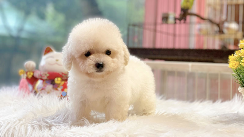 cho-poodle-4