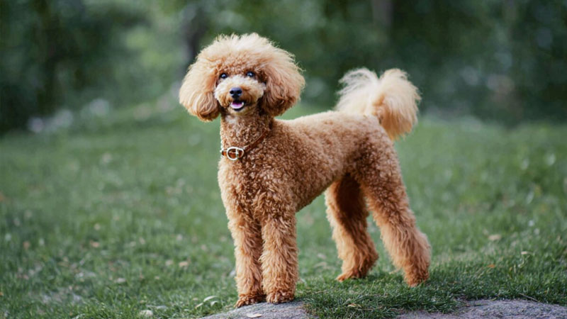 cho-poodle-5