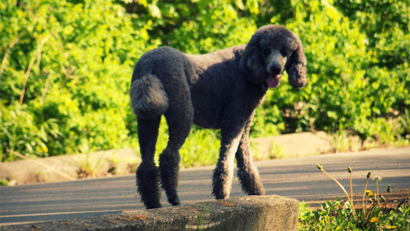 cho-poodle-6