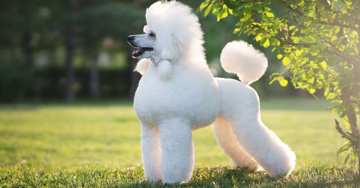 cho-poodle
