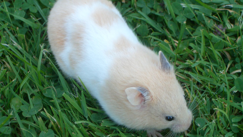 hamster-la-con-gi-1