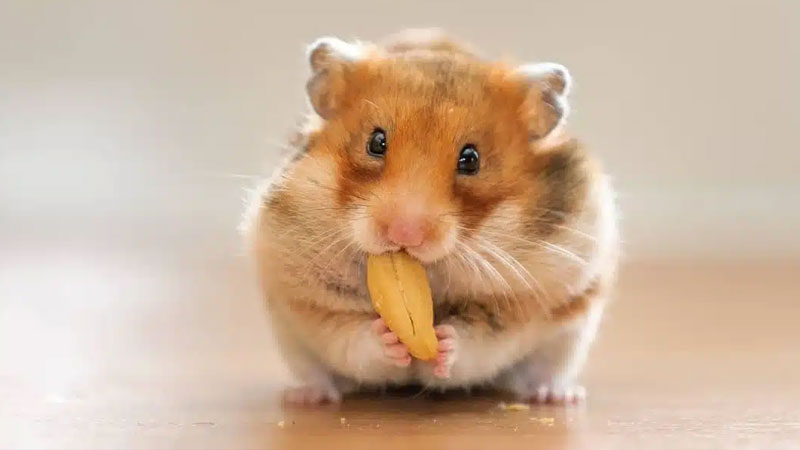 hamster-la-con-gi-2
