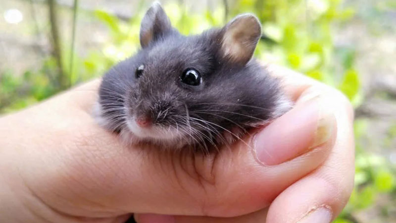hamster-la-con-gi-3