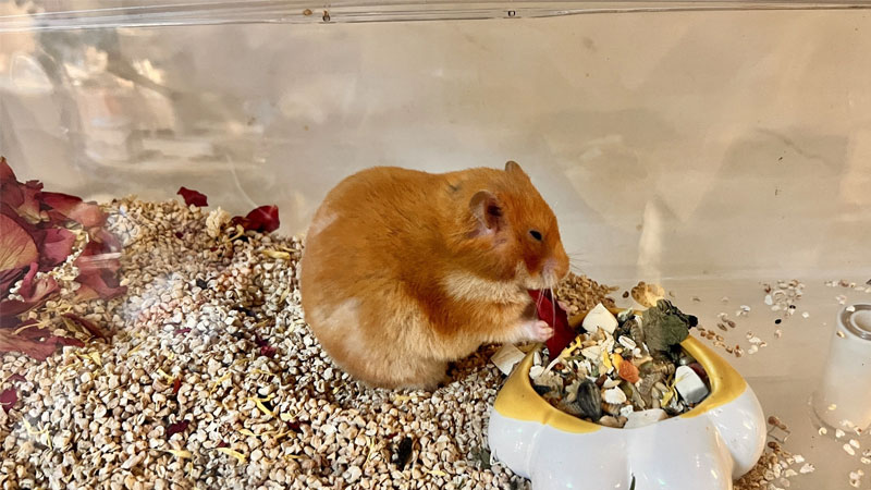 hamster-la-con-gi-4
