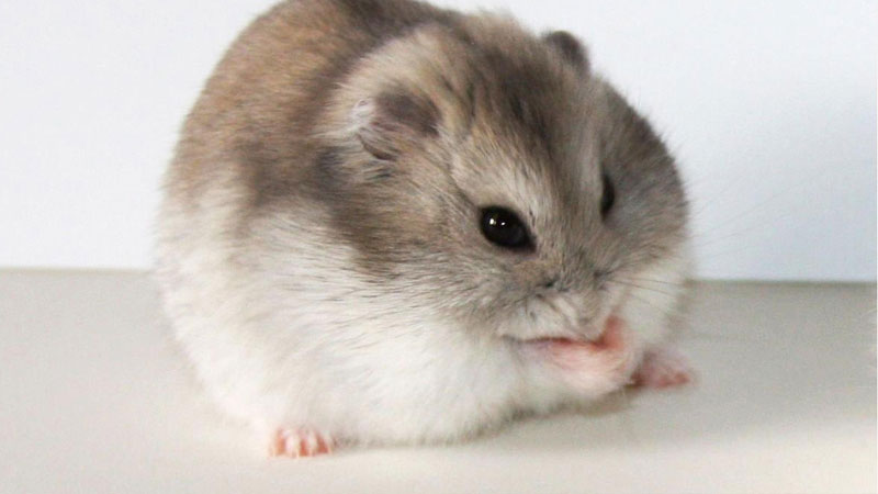 hamster-la-con-gi-5