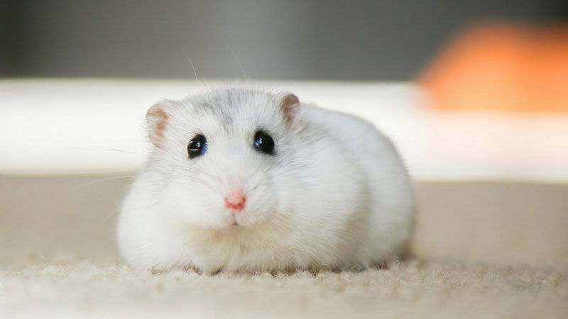 hamster-la-con-gi-6