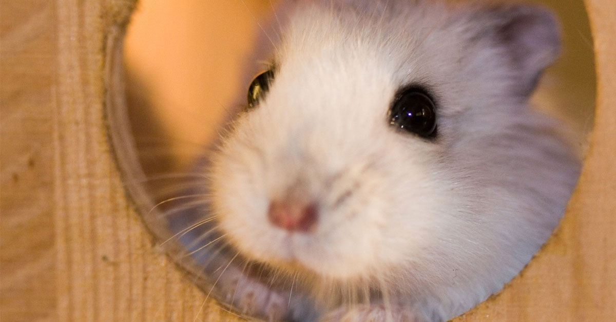 hamster-la-con-gi