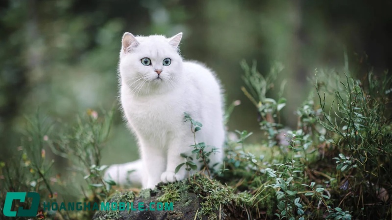 meo-anh-long-ngan-5