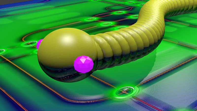 worm-la-gi-1