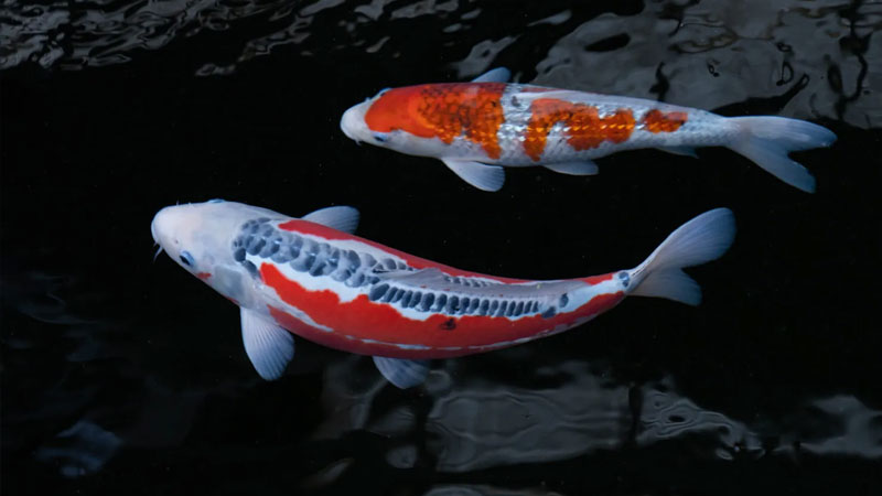 y-nghia-ca-koi-1