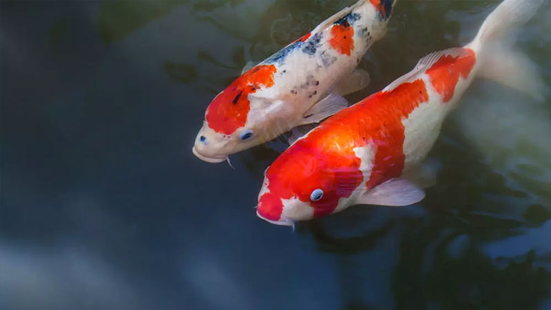 y-nghia-ca-koi-2