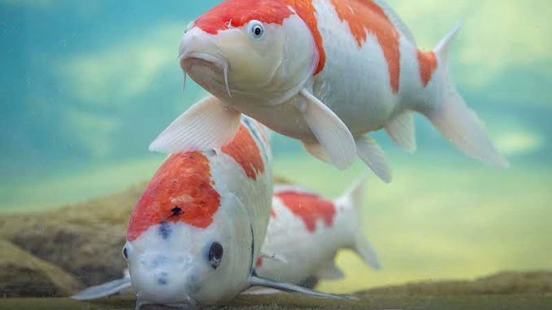 y-nghia-ca-koi-3