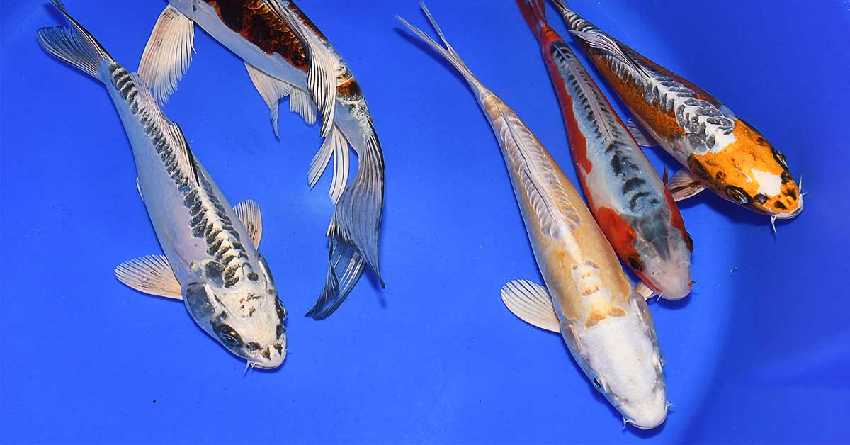 y-nghia-ca-koi