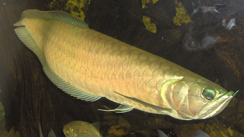 y-nghia-ca-rong-3